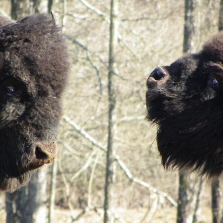 杜谢Parc Animalier Du Herisson别墅 外观 照片