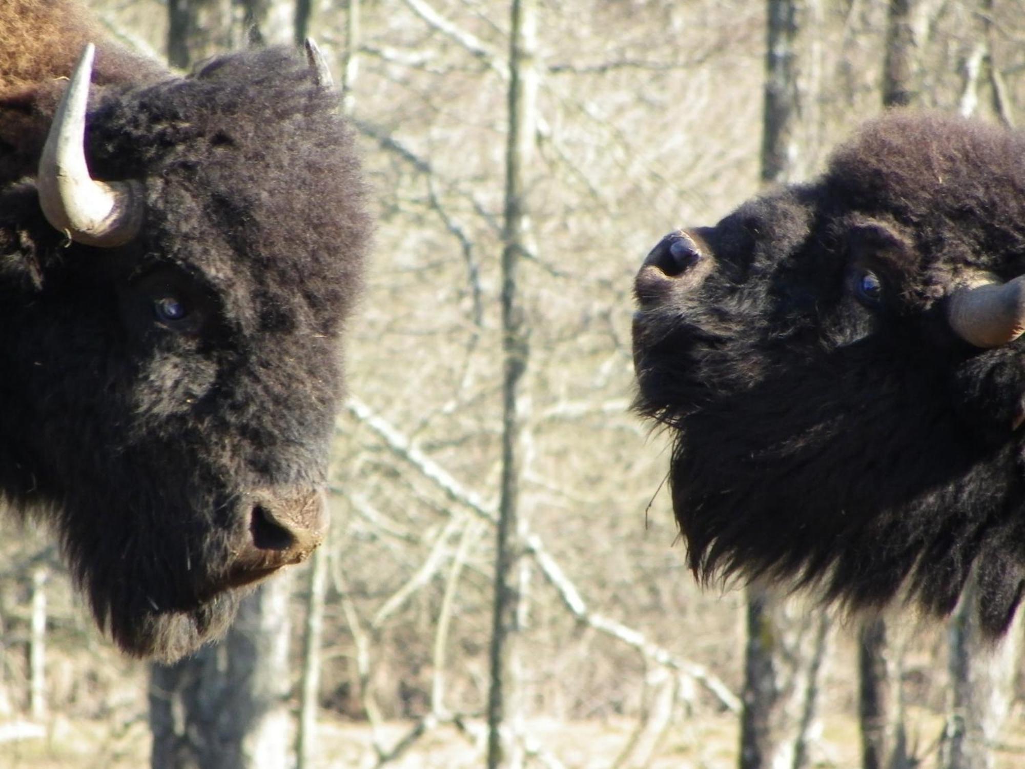 杜谢Parc Animalier Du Herisson别墅 外观 照片