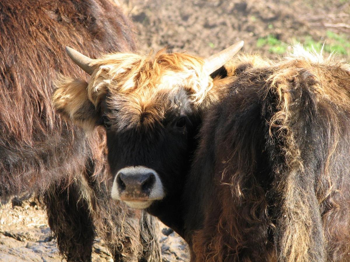 杜谢Parc Animalier Du Herisson别墅 外观 照片