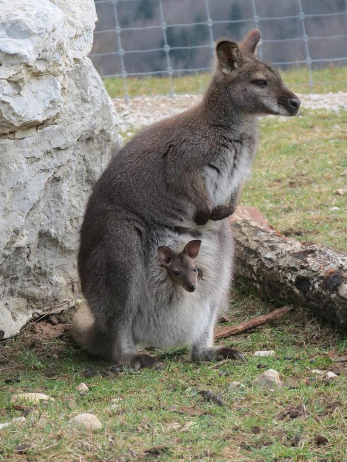 杜谢Parc Animalier Du Herisson别墅 外观 照片