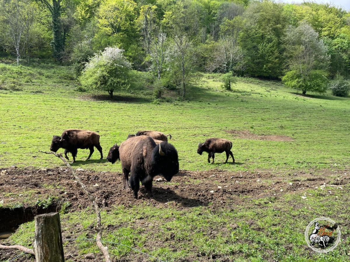 杜谢Parc Animalier Du Herisson别墅 外观 照片